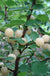 Blanca P. Tomentosa-Fruit Trees-Raintree Prop-2 Quart Pot-