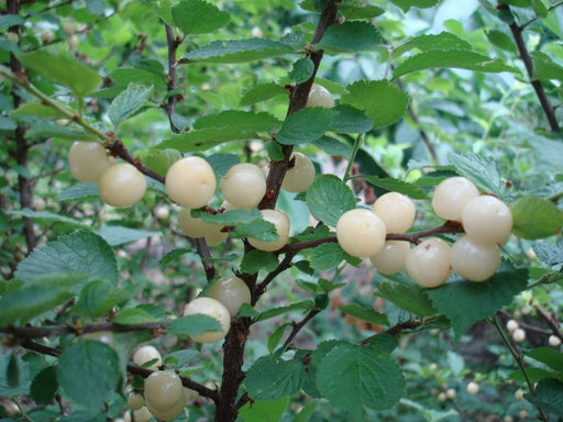 Blanca P. Tomentosa-Fruit Trees-Raintree Prop-2 Quart Pot-