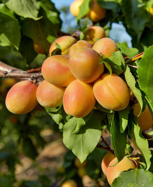 Puget Gold Apricot - Raintree Nursery