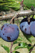 Purple Gage European Plum - Raintree Nursery