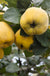 Aromatnaya Russian Quince - Raintree Nursery