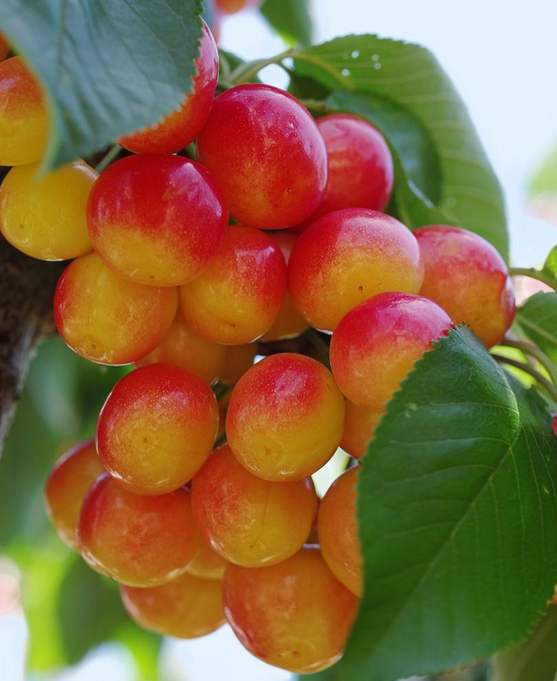 planting rainier cherry seeds Rainier Cherry