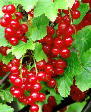 Redstart Red Currant - Raintree Nursery