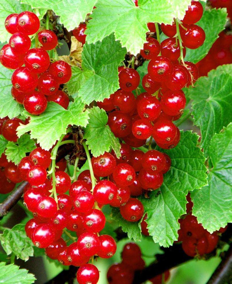 Redstart Red Currant - Raintree Nursery