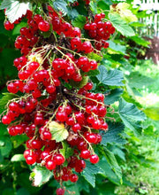 Rolam Red Currant - Raintree Nursery