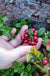 Red Pearl Lingonberry - Raintree Nursery