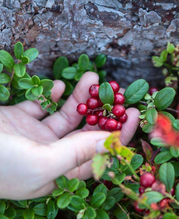 Red Pearl Lingonberry - Raintree Nursery