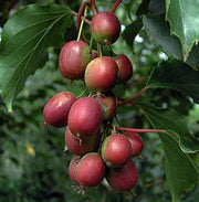Ken's Red Hardy Kiwi - Raintree Nursery