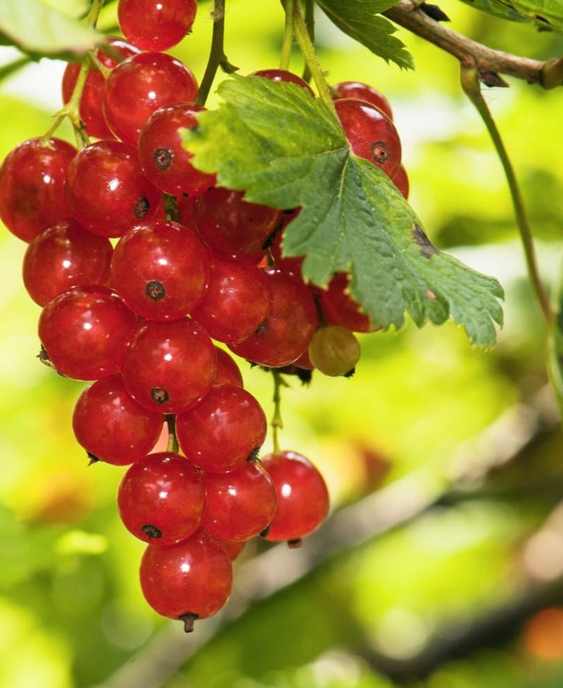 Rosetta Red Currant - Raintree Nursery