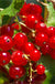 Tatran Red Currant - Raintree Nursery