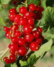 Cascade Red Currant - Raintree Nursery