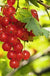 Rosetta Red Currant - Raintree Nursery