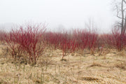 Red Osier Dogwood - Raintree Nursery