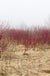 Red Osier Dogwood - Raintree Nursery