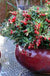 Red Candy Lingonberry - Raintree Nursery
