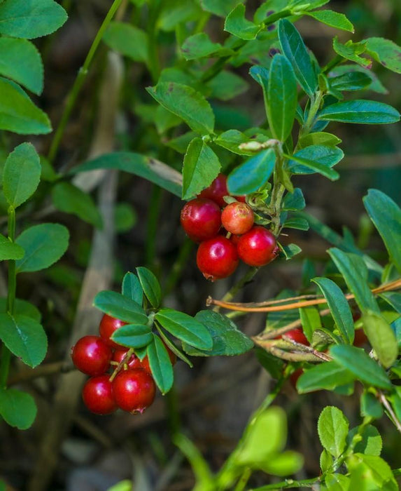 Regal Lingonberry - Raintree Nursery