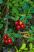 Arctic Blast Lingonberry Bundle (6 plants)-Raintree Nursery-Bundle-
