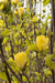 Yellow Bird Magnolia-Ornamentals-Biringer-2'-3' Tree-