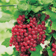 Red Jade™ Currant-Berries-North Woods-