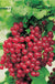 Red Jade™ Currant-Berries-North Woods-