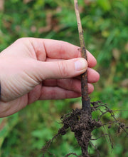 Budagovski 9 apple rootstock - Raintree Nursery