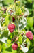 Rosanna Red Raspberry - Raintree Nursery