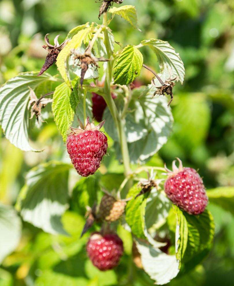 Red Raspberry Plants | Grow Your Own Great Tasting Fruits — Raintree ...