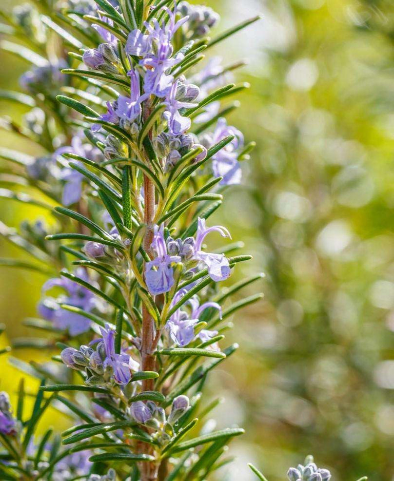 ARP Rosemary4" pot — Raintree Nursery