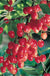 Royal Ann Cherry - Raintree Nursery