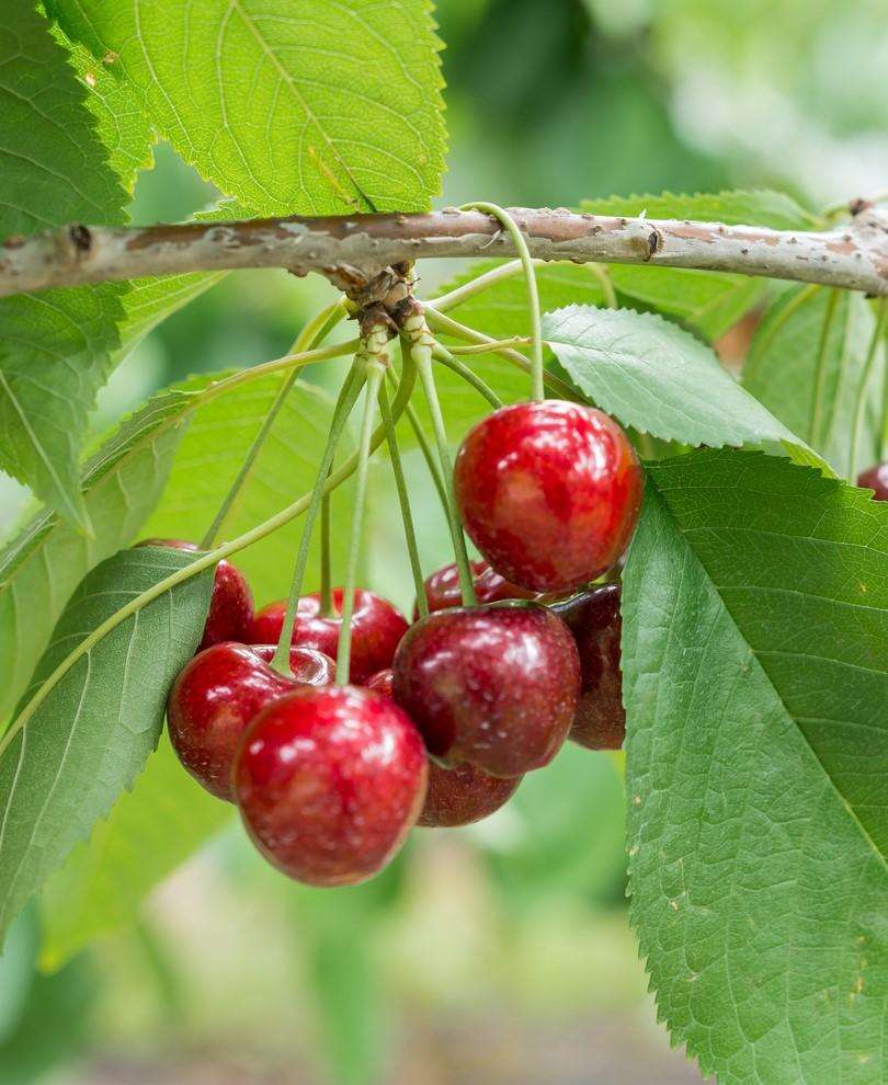 リリー Royal Lee Cherry - Raintree Nursery