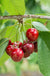 Royal Lee Cherry - Raintree Nursery