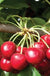 Royal Crimson Cherry - Raintree Nursery