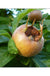 Royal Medlar-Fruit Trees-North Woods-1 Gallon Pot-