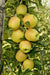 Golden Treat™ Urban™ Columnar Apple-Fruit Trees-Biringer-Semi-Dwarf (2'-3')-
