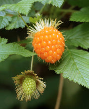 Salmonberry - Raintree Nursery