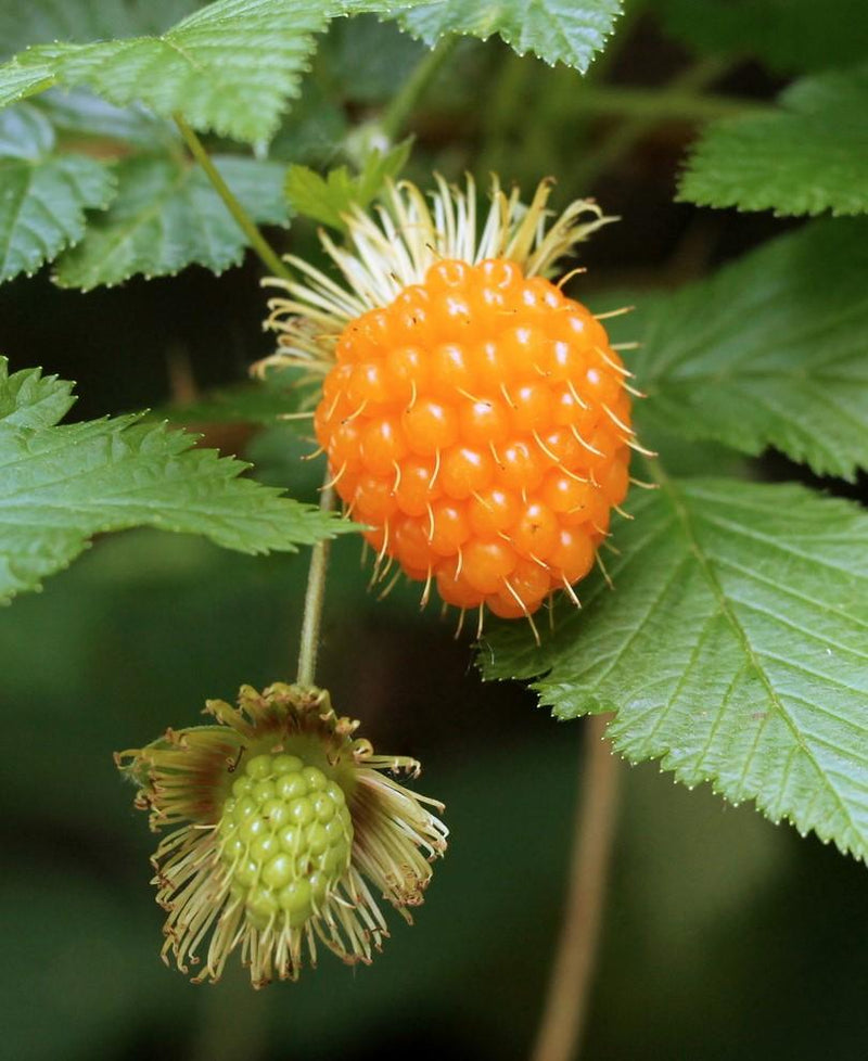 Salmonberry - Raintree Nursery