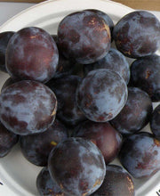 Sanctus Hubertus European Plum - Raintree Nursery