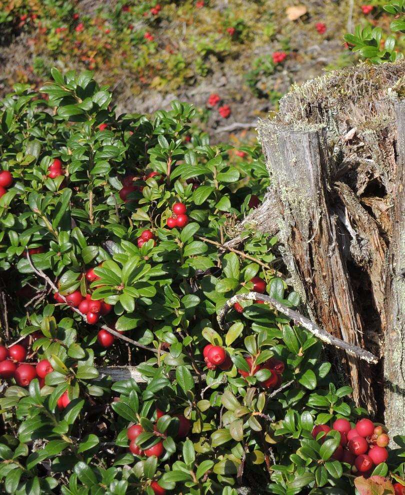 Lingonberries