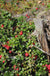 Arctic Blast Lingonberry Bundle (6 plants)-Raintree Nursery-Bundle-