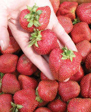 Seascape Strawberry Bundle (3 Packs)-Raintree Nursery-
