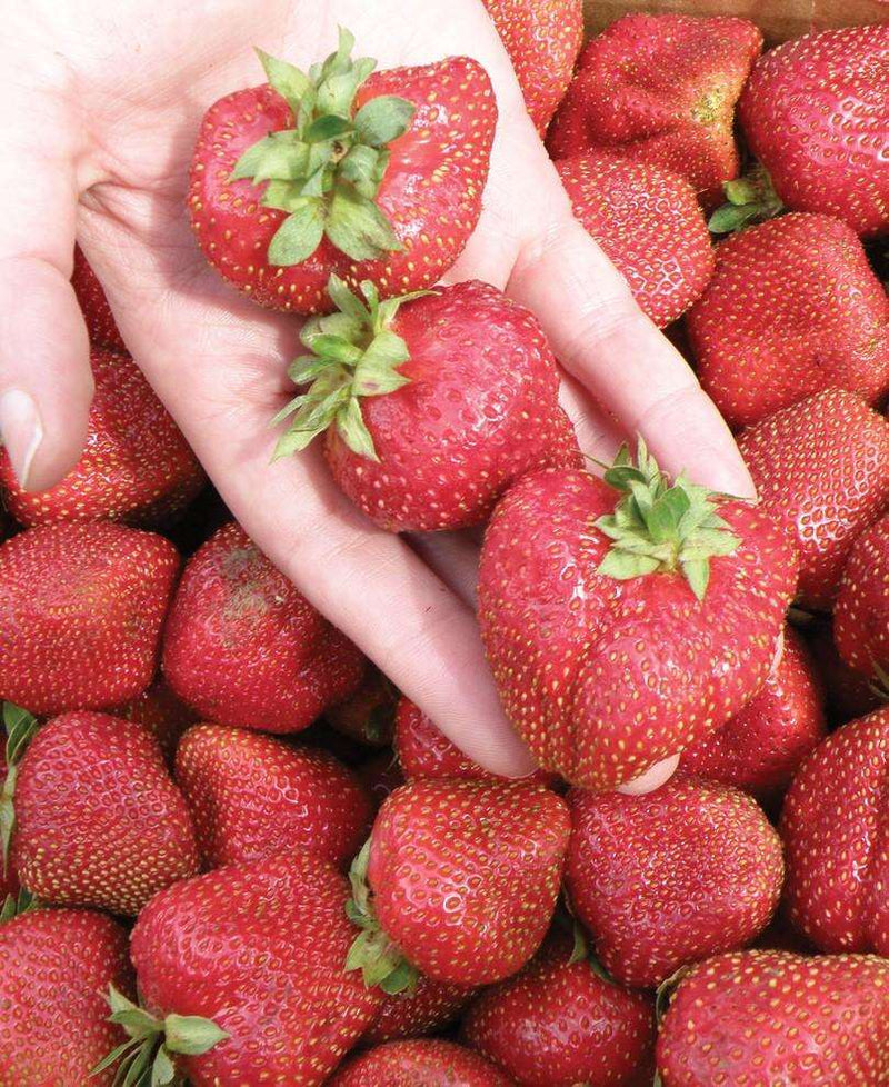 Seascape Strawberry Bundle (3 Packs)-Raintree Nursery-