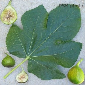 Lattarula Fig - Raintree Nursery