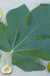 Lattarula Fig - Raintree Nursery