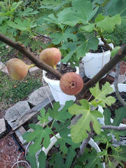 Little Ruby Fig - Raintree Nursery