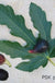 Violette de Bordeaux Fig (Negronne) - Raintree Nursery