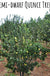 Claribel Quince - Raintree Nursery