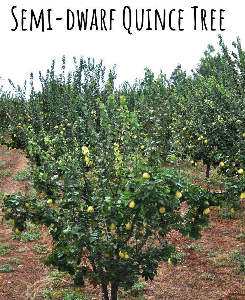 Buy Quince Trees