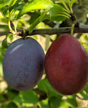 Seneca European Plum - Raintree Nursery