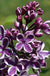 Syringa Sensation Lilac - Raintree Nursery