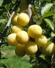 Parfume de September European Plum - Raintree Nursery